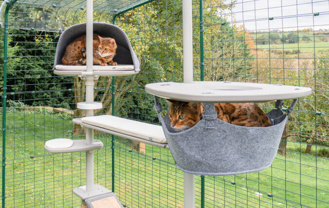 cats playing in the outdoor freestyle cat pole system for the run