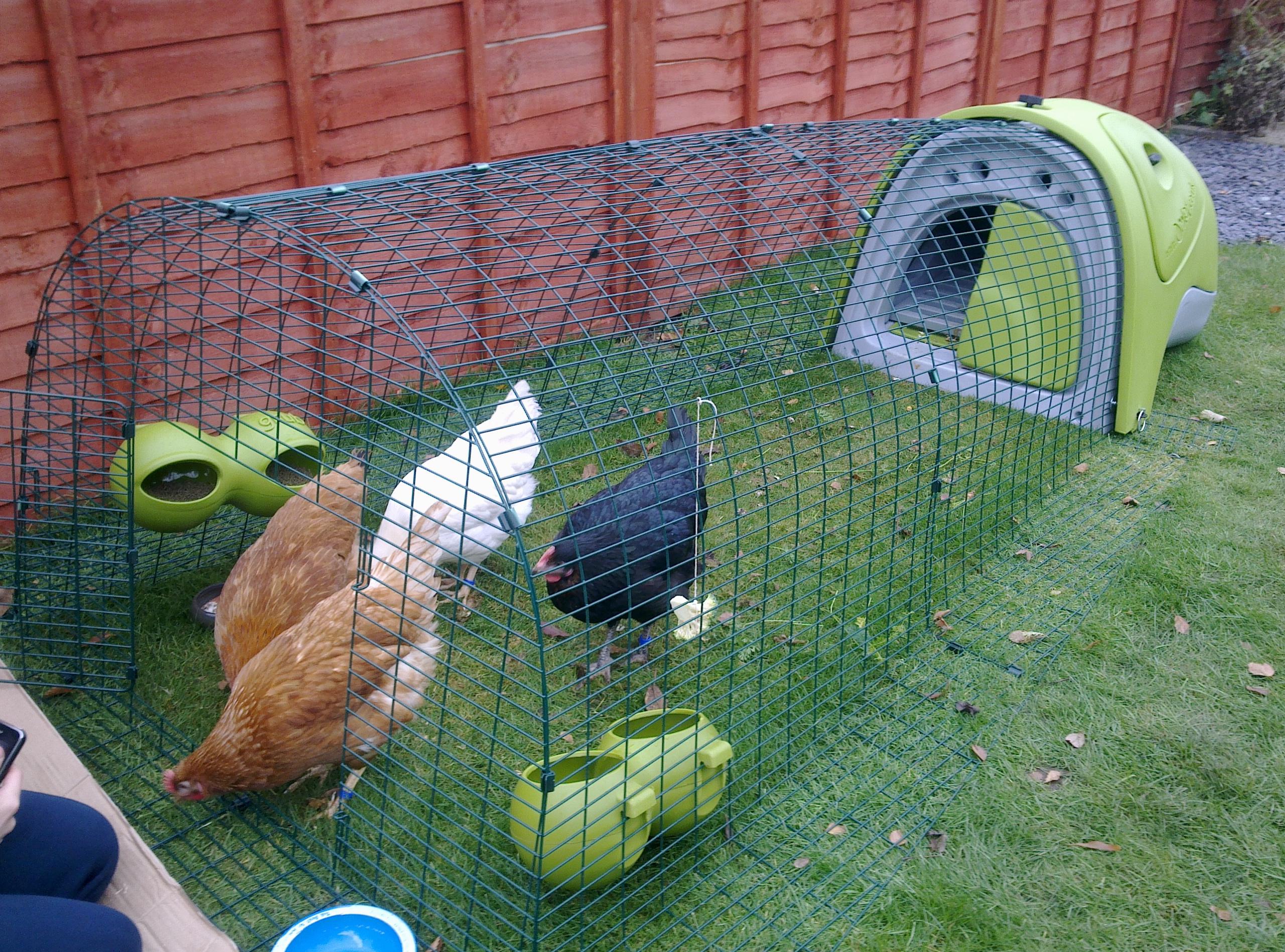 Sam Mundy Hennen haben mit ihrem Eglu Classic und dem Auslaufbereich reichlich Platz im Garten 