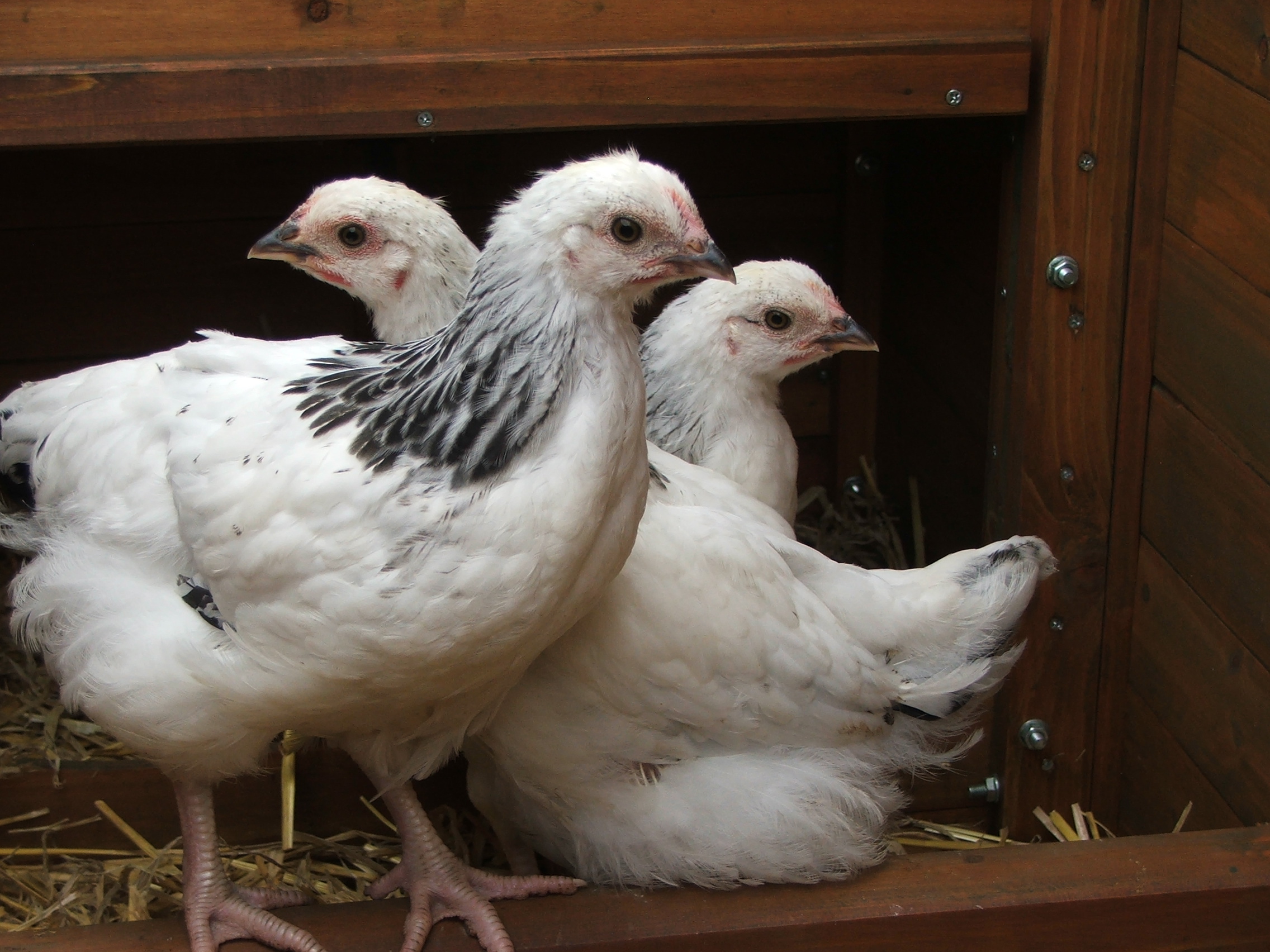 sussex huhn farben sussex huhn farben