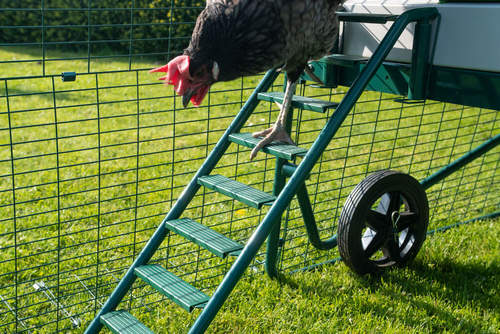 Ein Huhn, das die neue und verbesserte Eglu Go Up Leiter mit rutschfesten Sprossen hinuntergeht