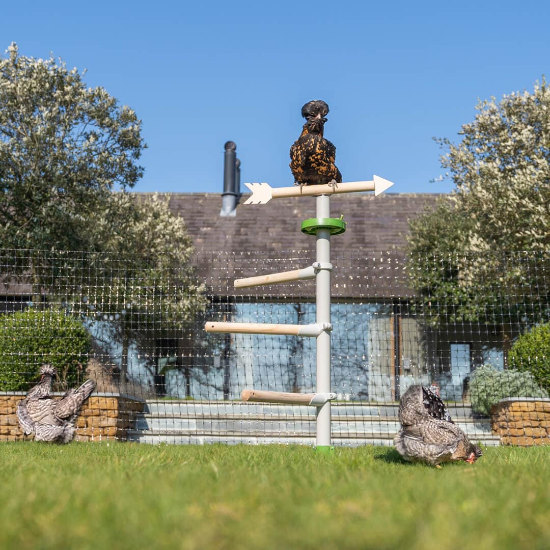 Chicken flock playing with chicken toys and perching in the Garden Free Standing Chicken Perch Tree