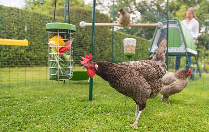 Hühner spielen in ihrem sicheren begehbaren Gehege mit dem Caddi Leckerbissenhalter und Pickspielzeug