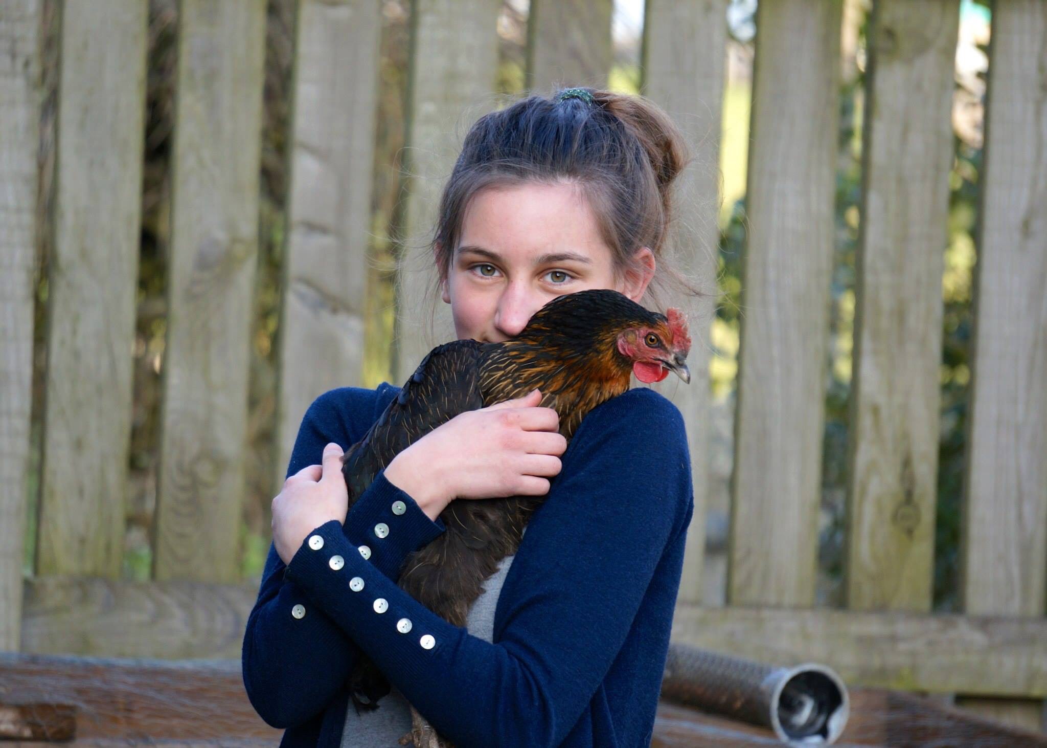 Amy Punchard hat ihre liebenswerte Henne gezähmt, indem sie sie regelmäßig hochgenommen und ihr ihre liebsten Leckerbissen gegeben hat