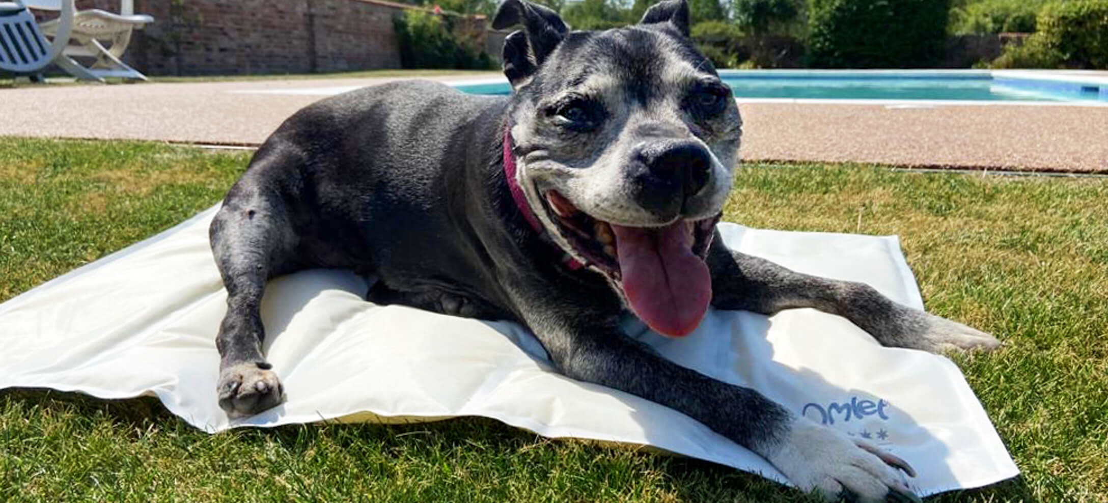 Keeping cool on Omlet's Coling dog mat