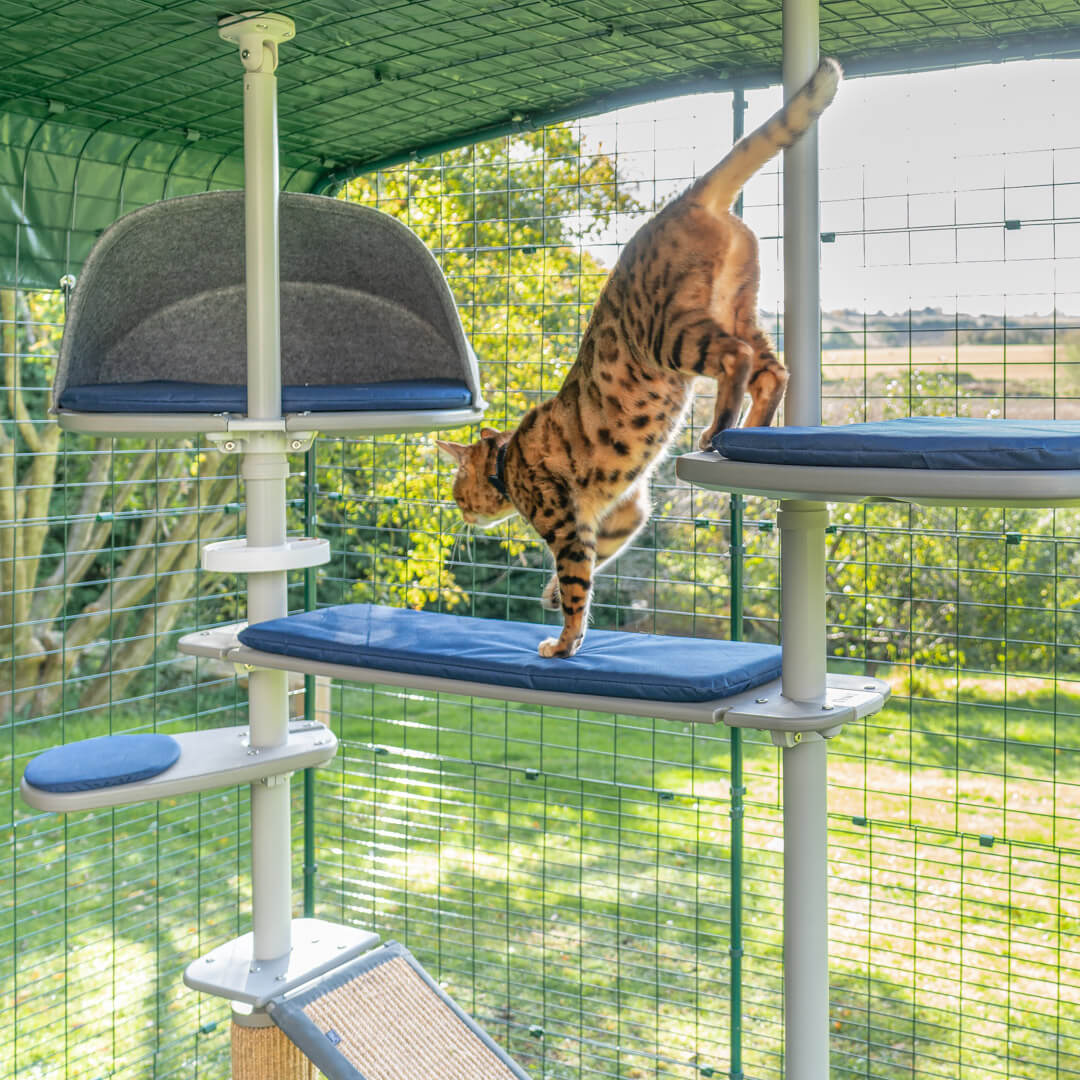 Katze spielt im kratzbaum im freien in einem catio