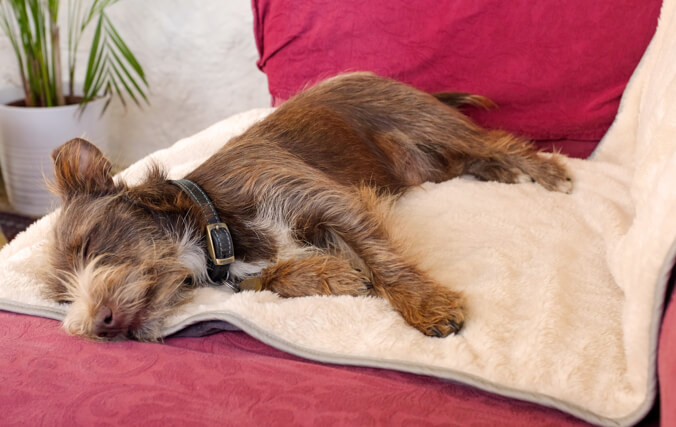 Ein kleiner Hund schläft auf einem Sofa auf der luxuriösen weiche Decke von Omlet, um die Möbel zu schützen.