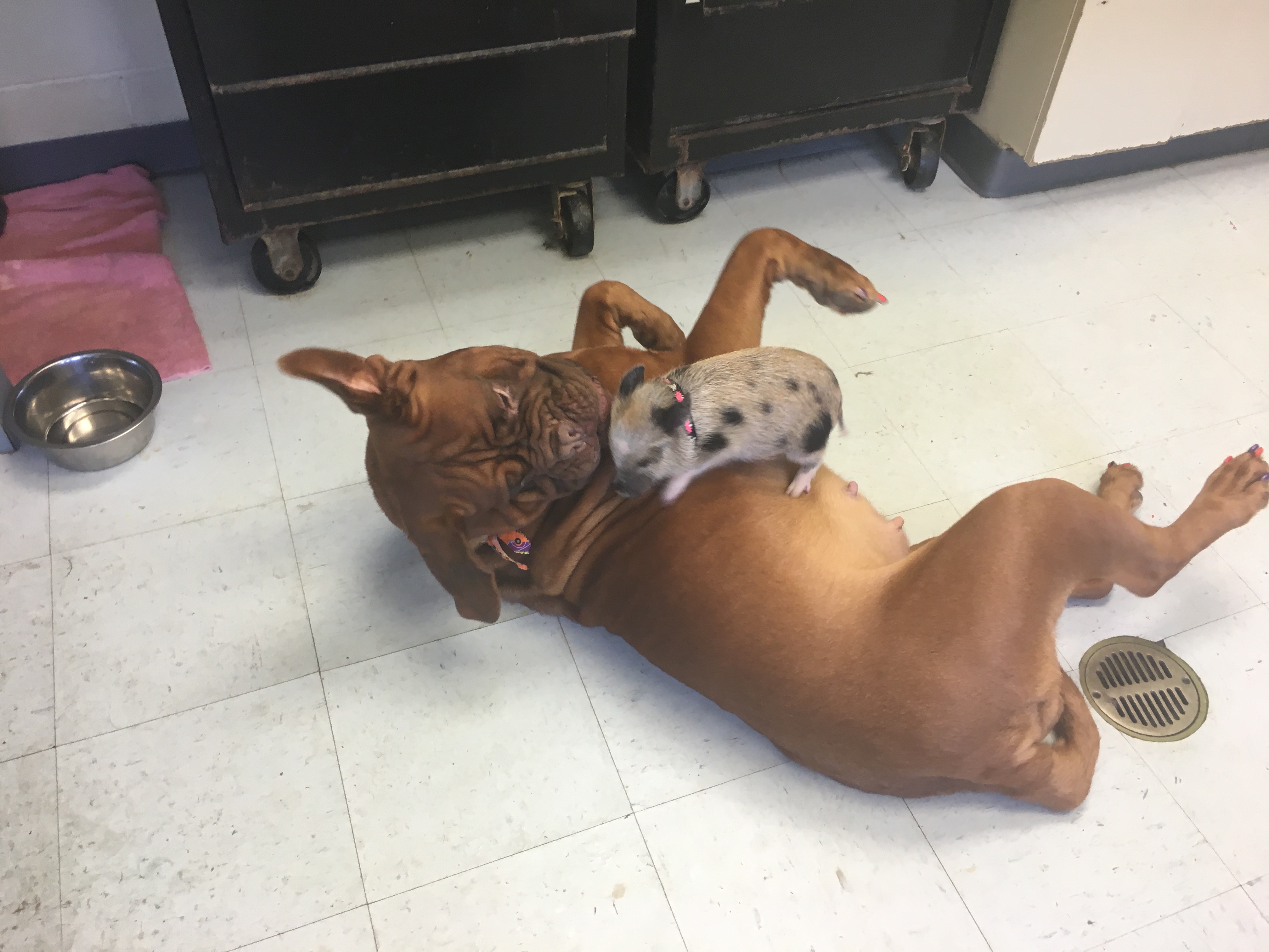Can Rolling A Dog Cause Bloat Can Rolling A Dog Cause Bloat