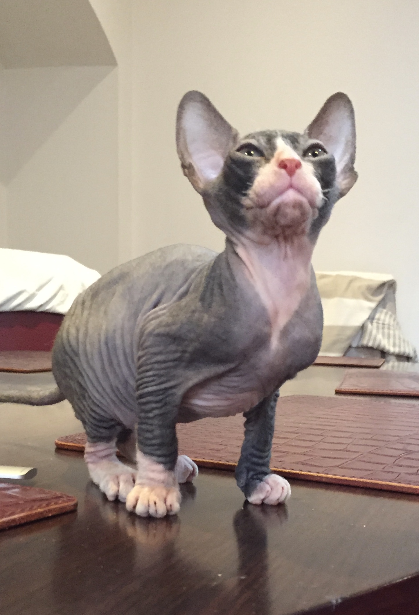 Donskoy Don Sphynx Cat Katzen Informationen zu den Bienenarten