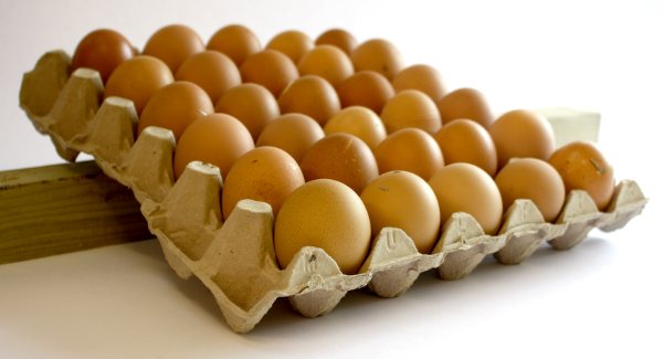 Bewahren Sie die Eier in einem Eierkarton auf und schieben einen Holzkeil darunter. Diesen stecken Sie dann jeden Tag unter die andere Seite.