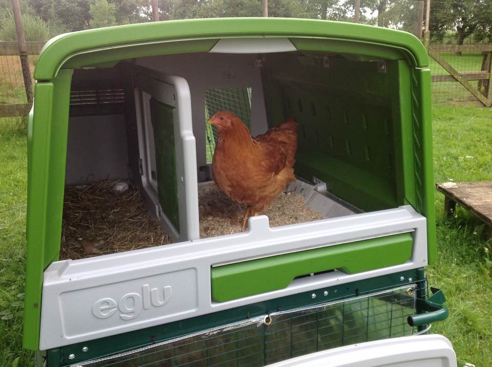 Der neue Eglu Cube Hühnerstall winterfest, fahrbar und mit Gehege
