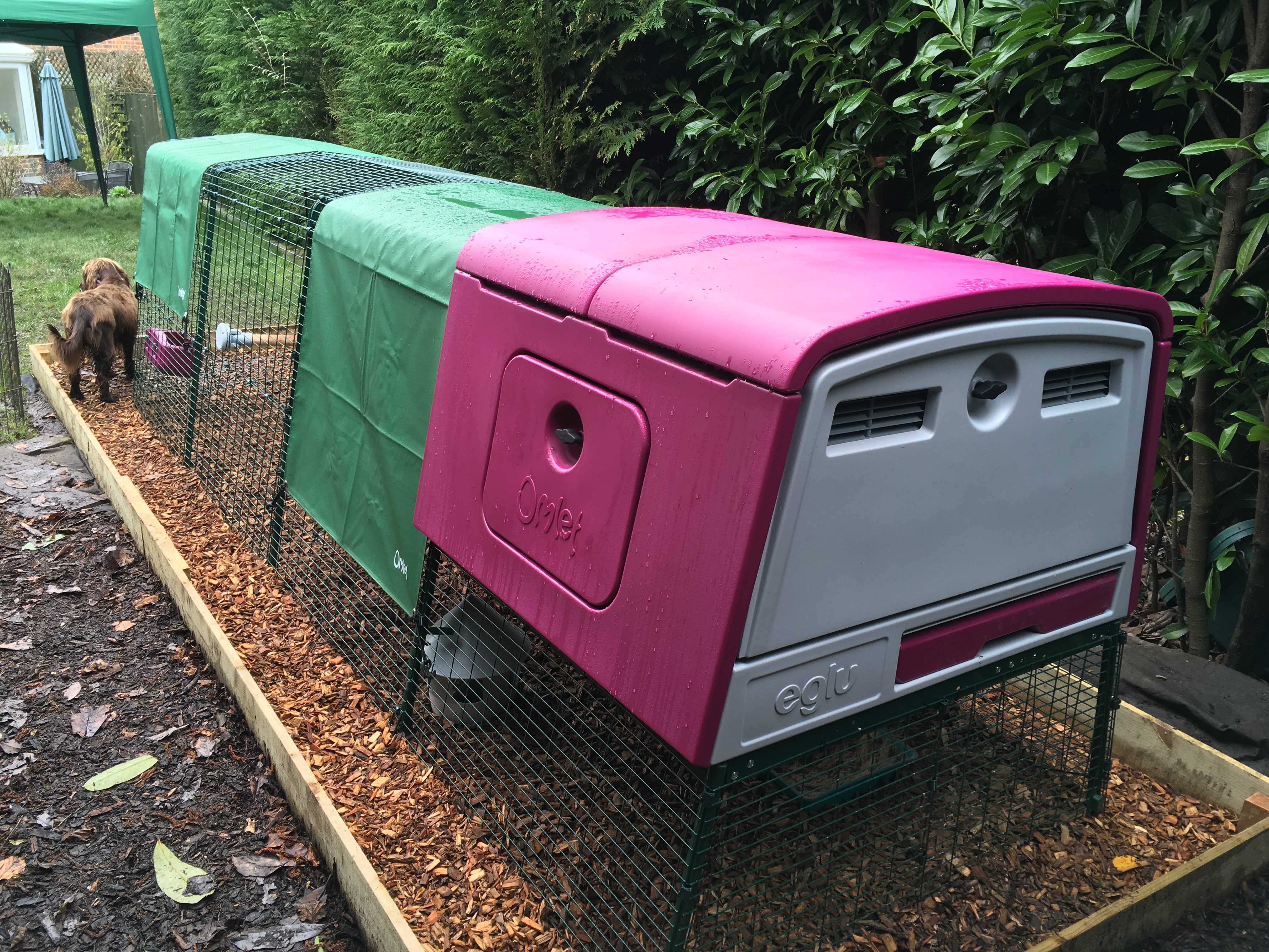 Der neue Eglu Cube Hühnerstall winterfest, fahrbar und mit Gehege