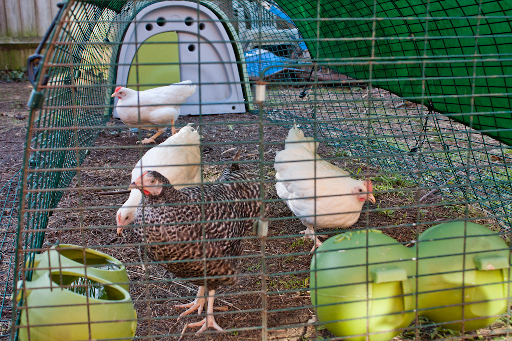 Achten Sie auf die Gesundheit Ihrer Hühner, da diese die Eierproduktion beeinflussen kann