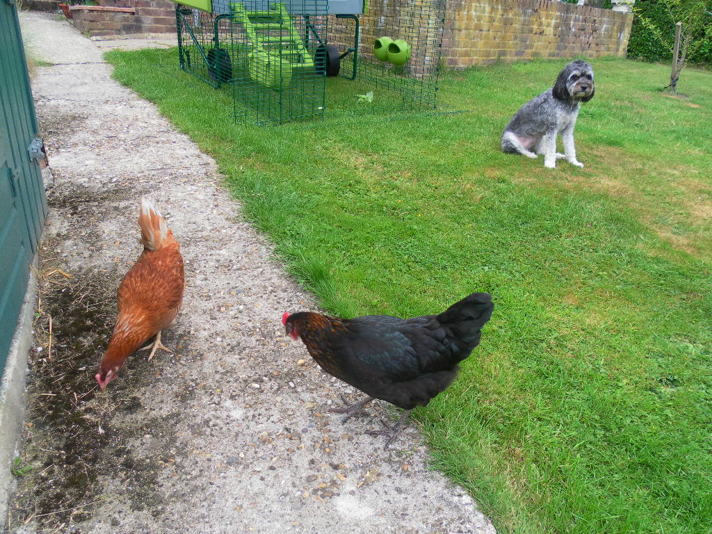 Martin Dungeys wunderschöner Hund bewacht ihre liebenswerten Hennen