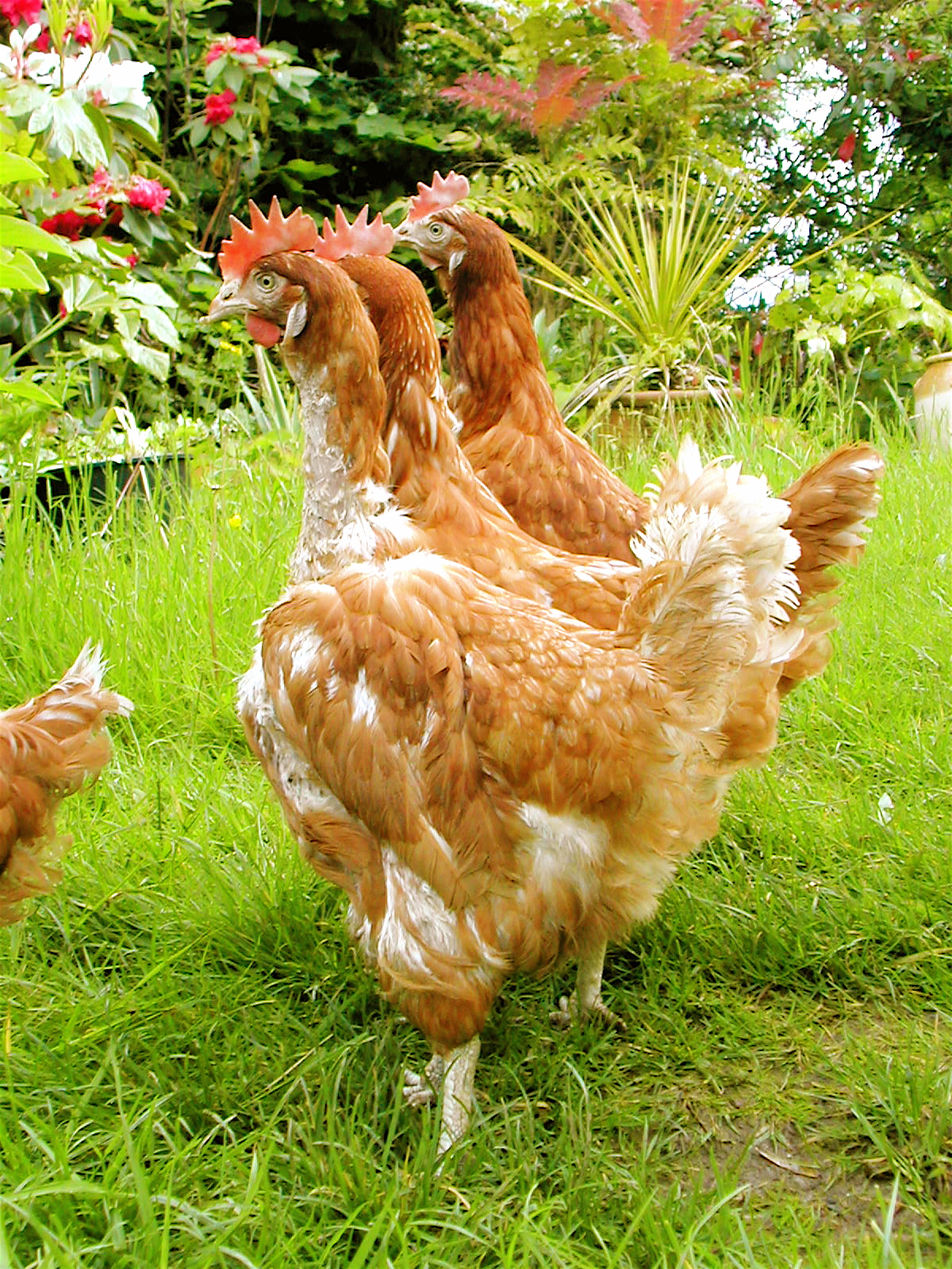 Drei mausernde Hühner laufen frei im Garten herum und suchen nach ein paar leckeren Würmern