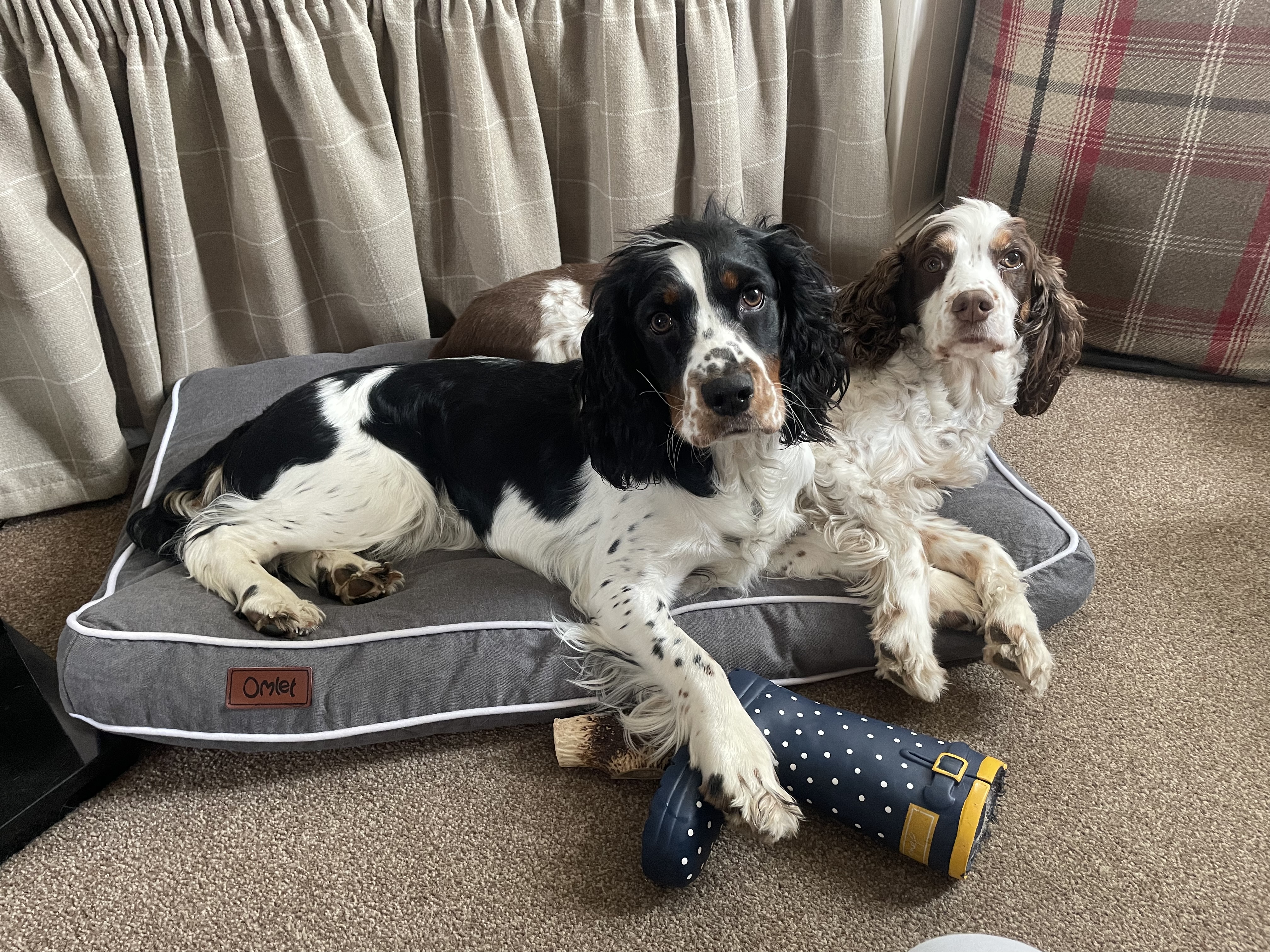 Two dogs on their grey bed