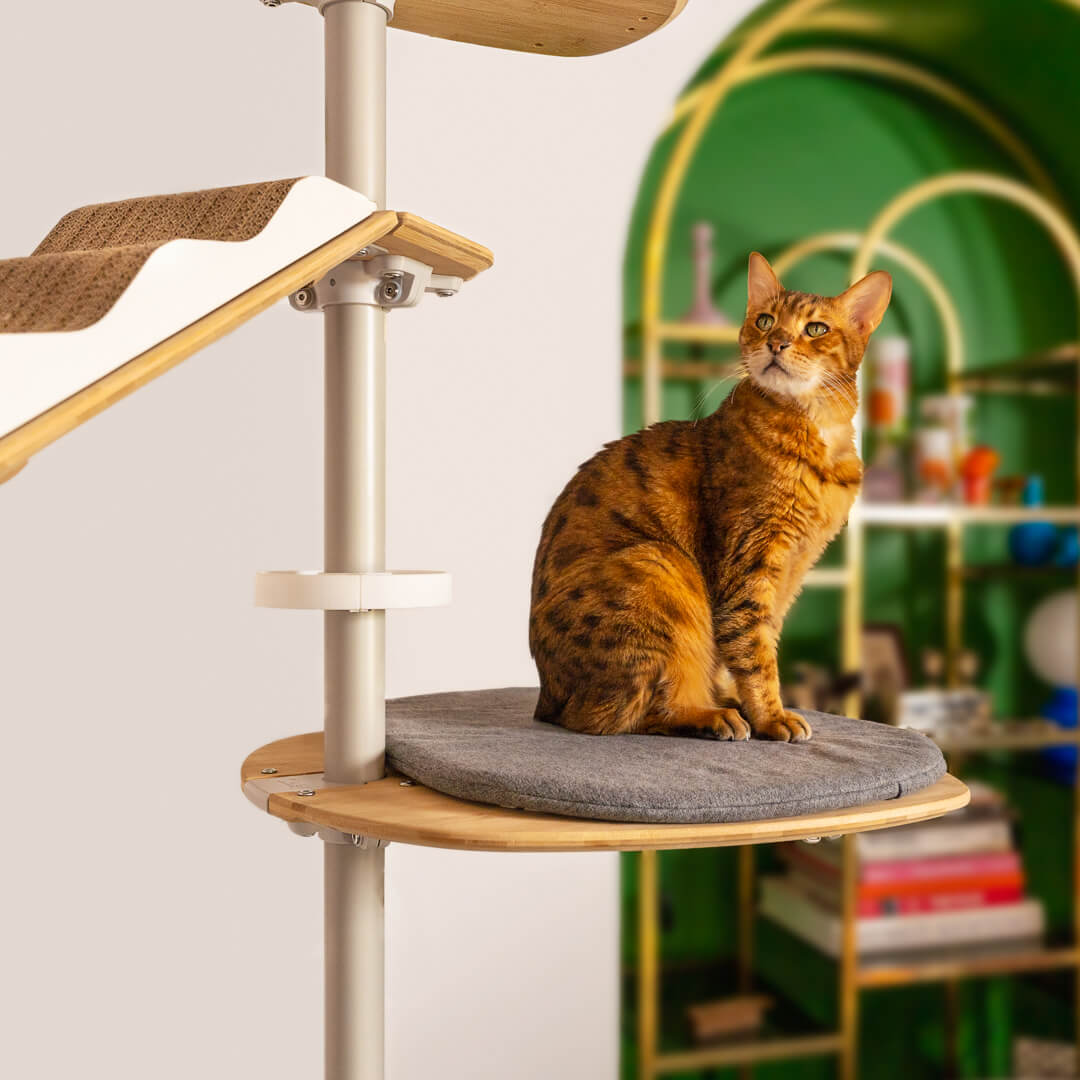 Katze entspannt im katzenturm vom boden bis zur decke kratzbaum