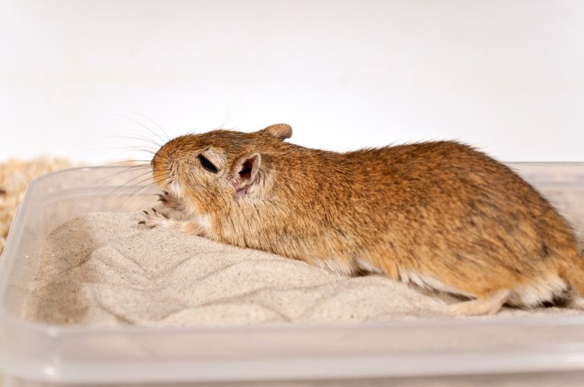 Eine Rennmaus genießt ein Sandbad.