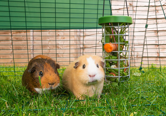 Zwei Meerschweinchen in einem Eglu Auslauf mit einem Caddi Futterkorb mit frischem Futter