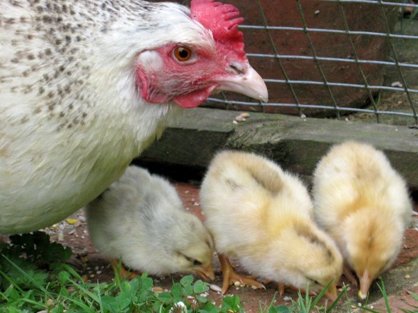 Eine Henne mit drei Küken