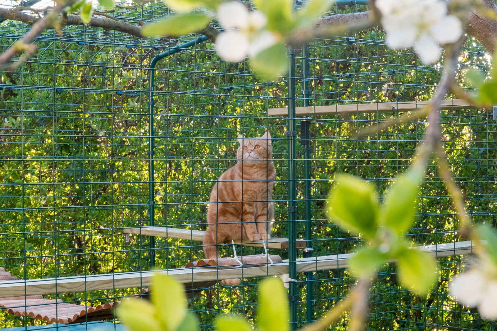 Outdoor Katzengehege Katzen Omlet