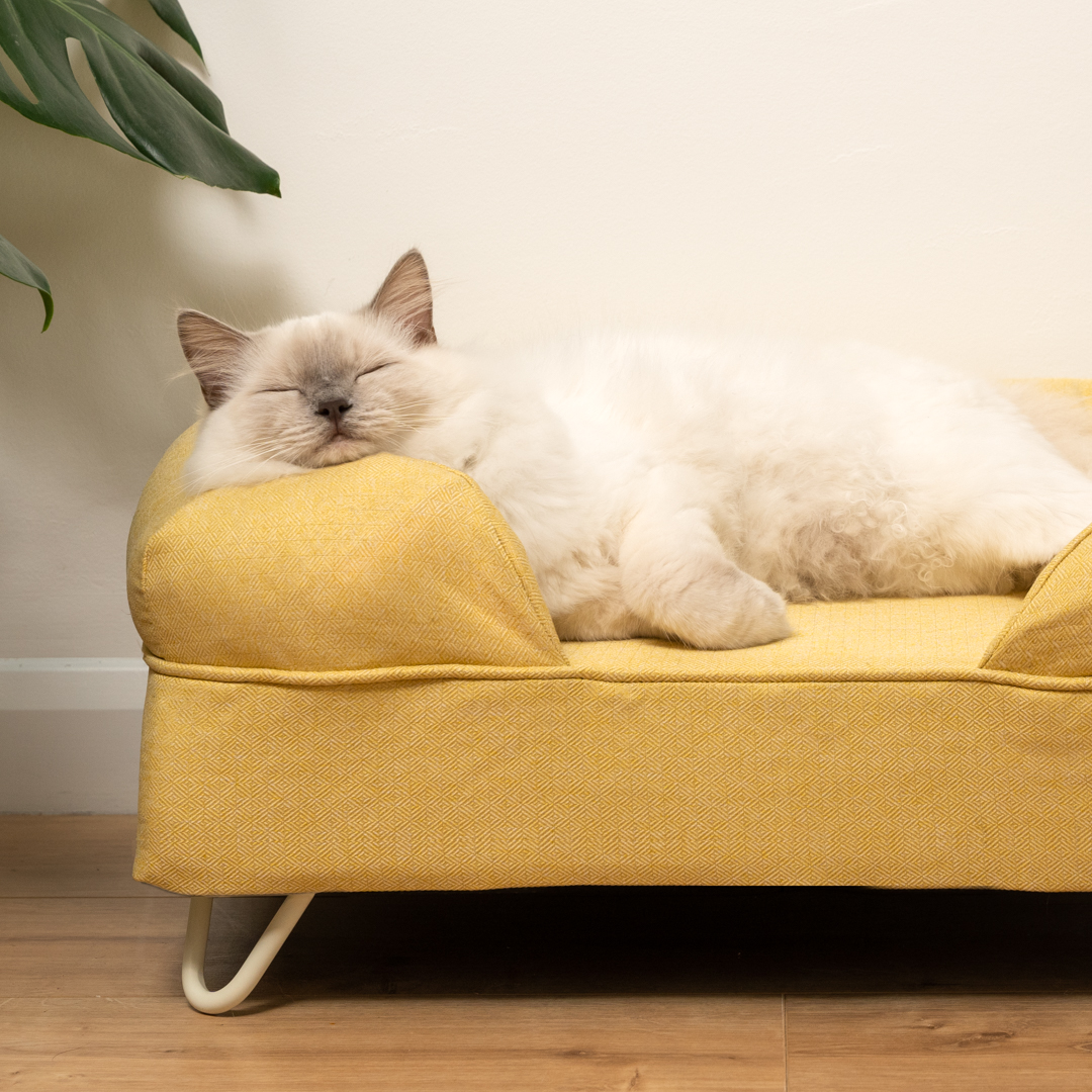Niedliche, flauschige weiße Katze, die auf einem Katzensofa in sanftem Gelb mit weißen Haarnadelfüßen schläft