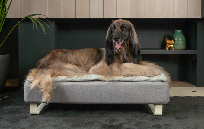 Ein alter Windhund auf dem Topology Hundebett mit Memory-Foam-Matratze