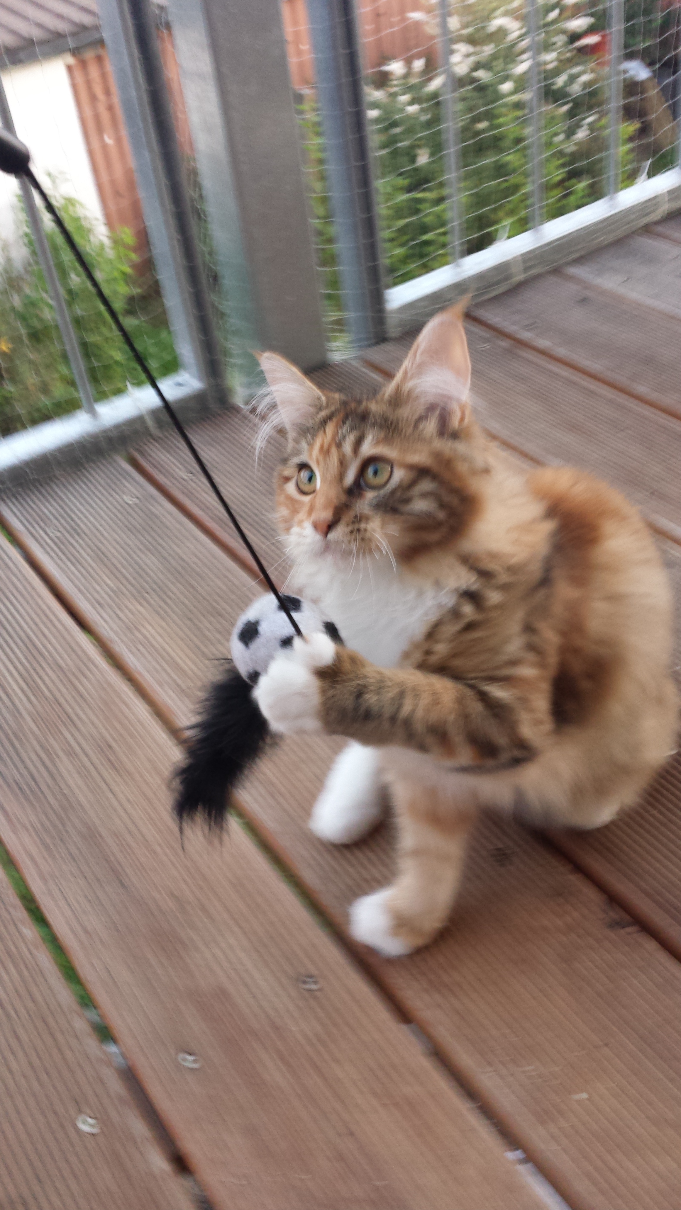 Maine Coon Katzen Rassen Information Omlet