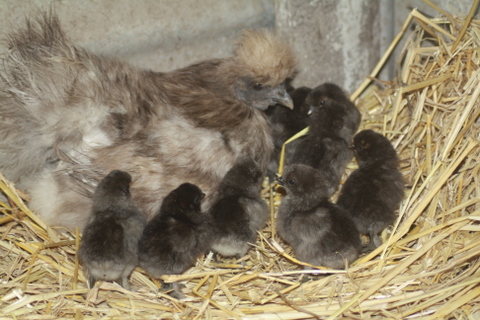 A Silkie chicken sitting sitting on a nest.