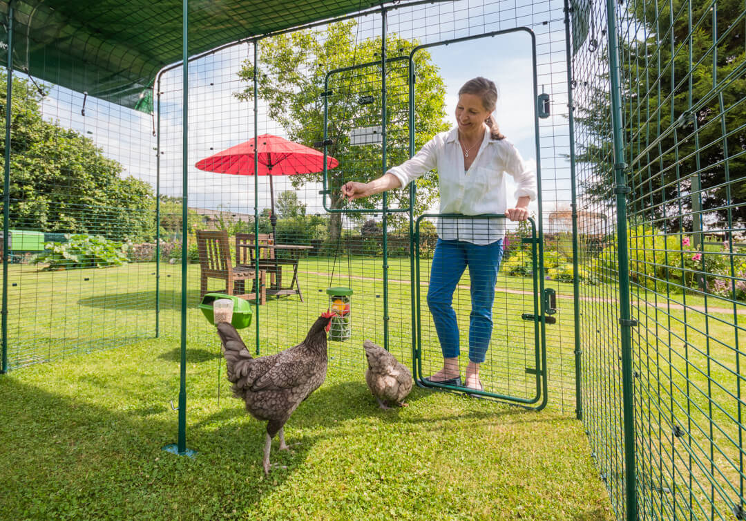 Eine Frau betritt das begehbare Hühnergehege von Omlet