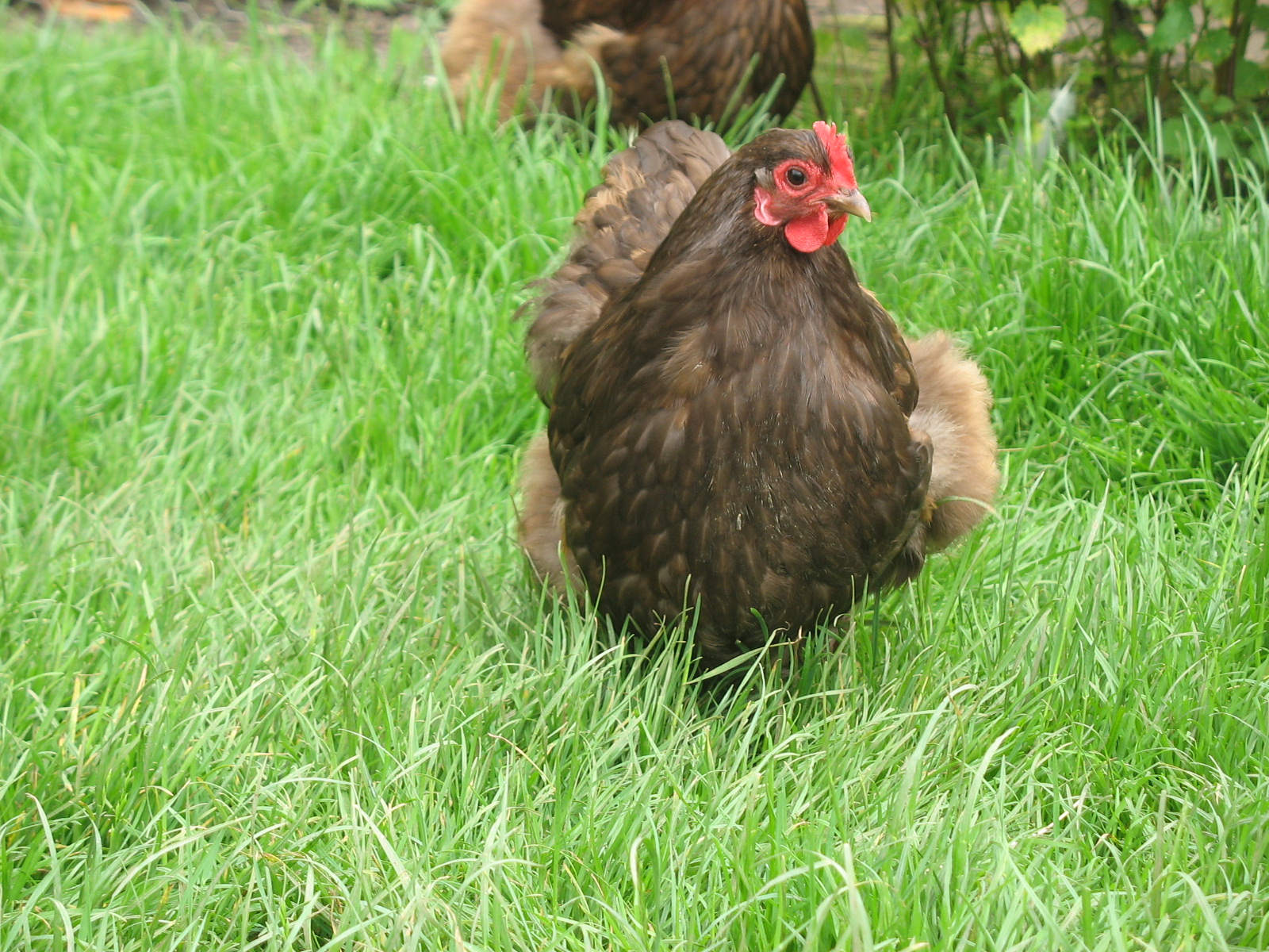 Eine wunderschöne kleine schokoladenbraune Orpington Bantam sucht im Gras nach ein paar Leckerbissen