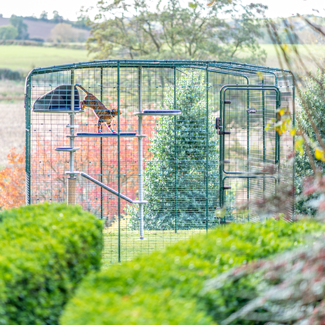 Eine Katze im Garten beim Klettern auf dem Freestyle Outdoor Kletterbaum im Omlet-Katzengehege