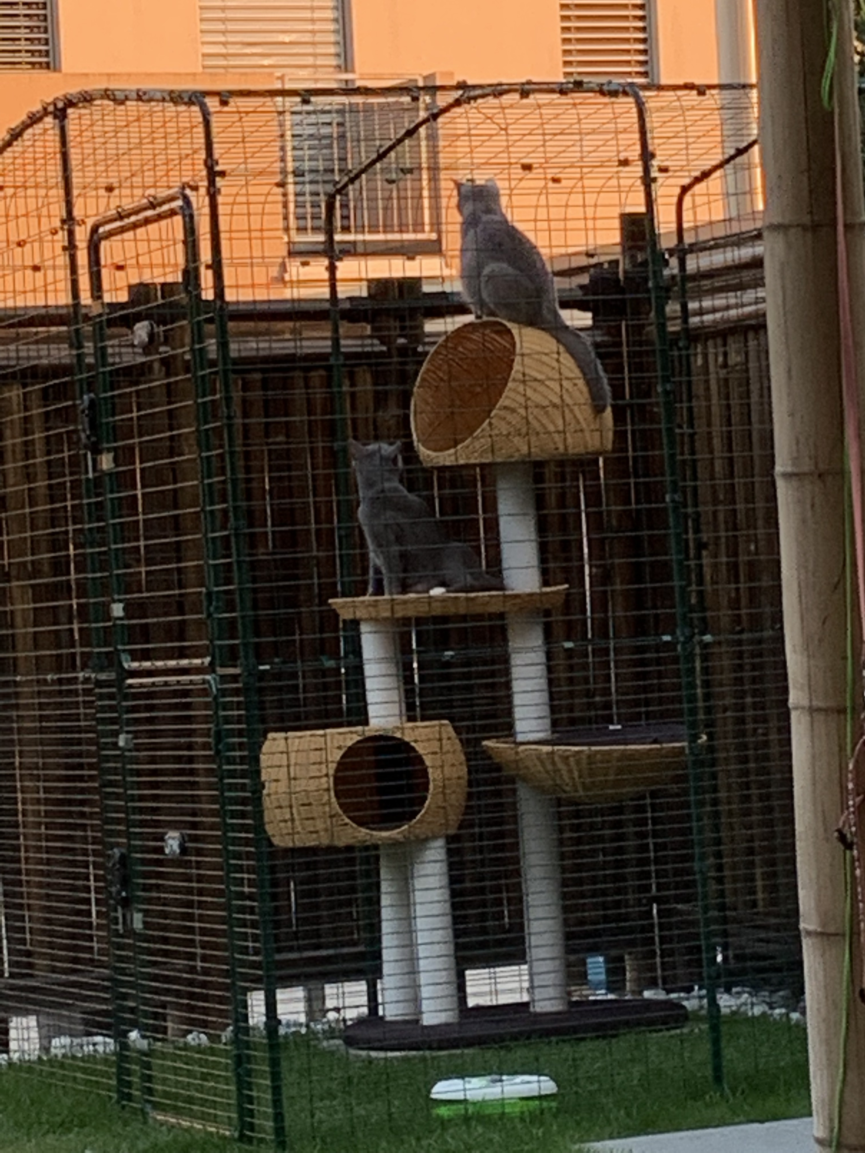 Outdoor Katzengehege Katzen Omlet
