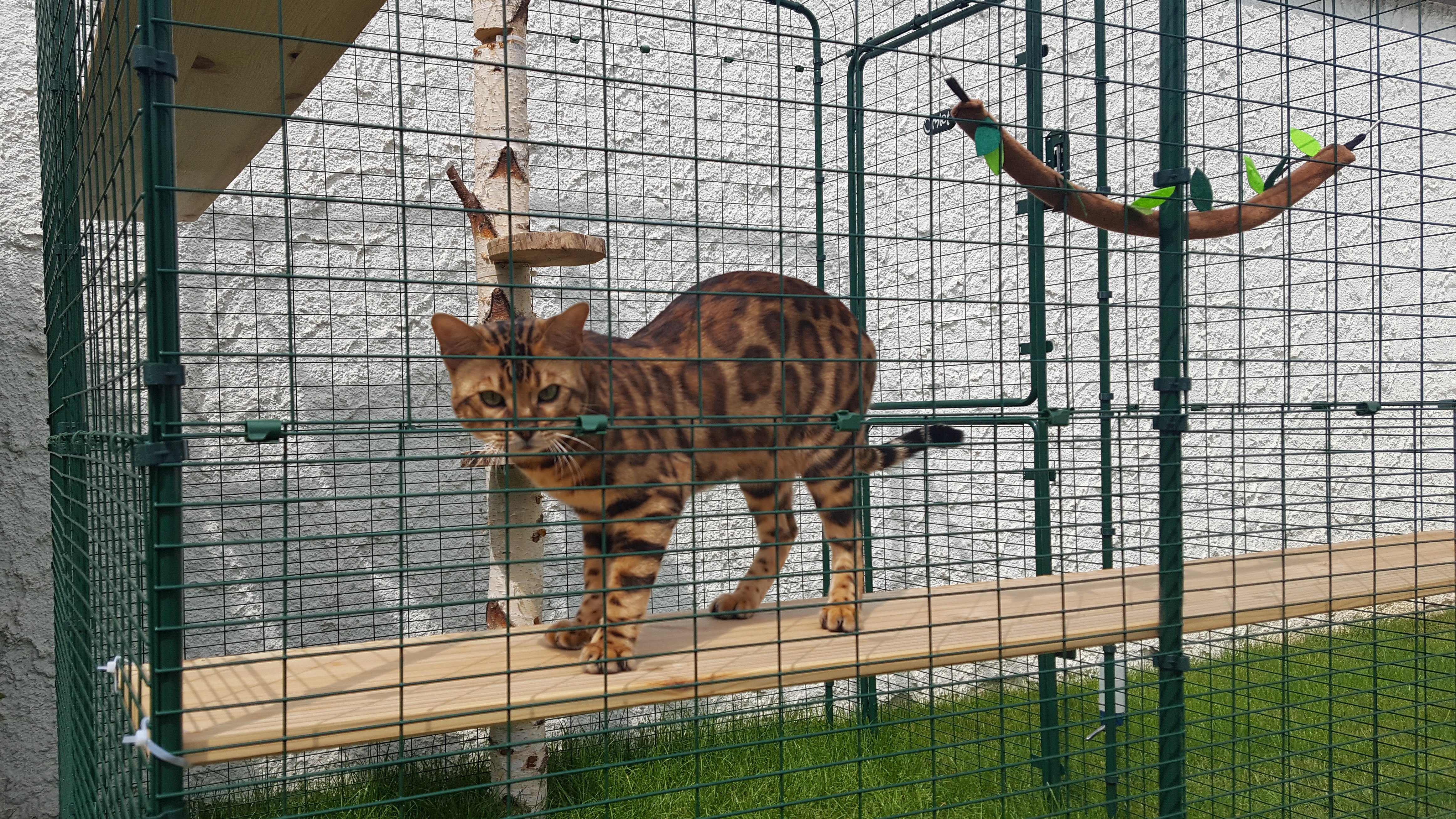 Outdoor Katzengehege Katzen Omlet