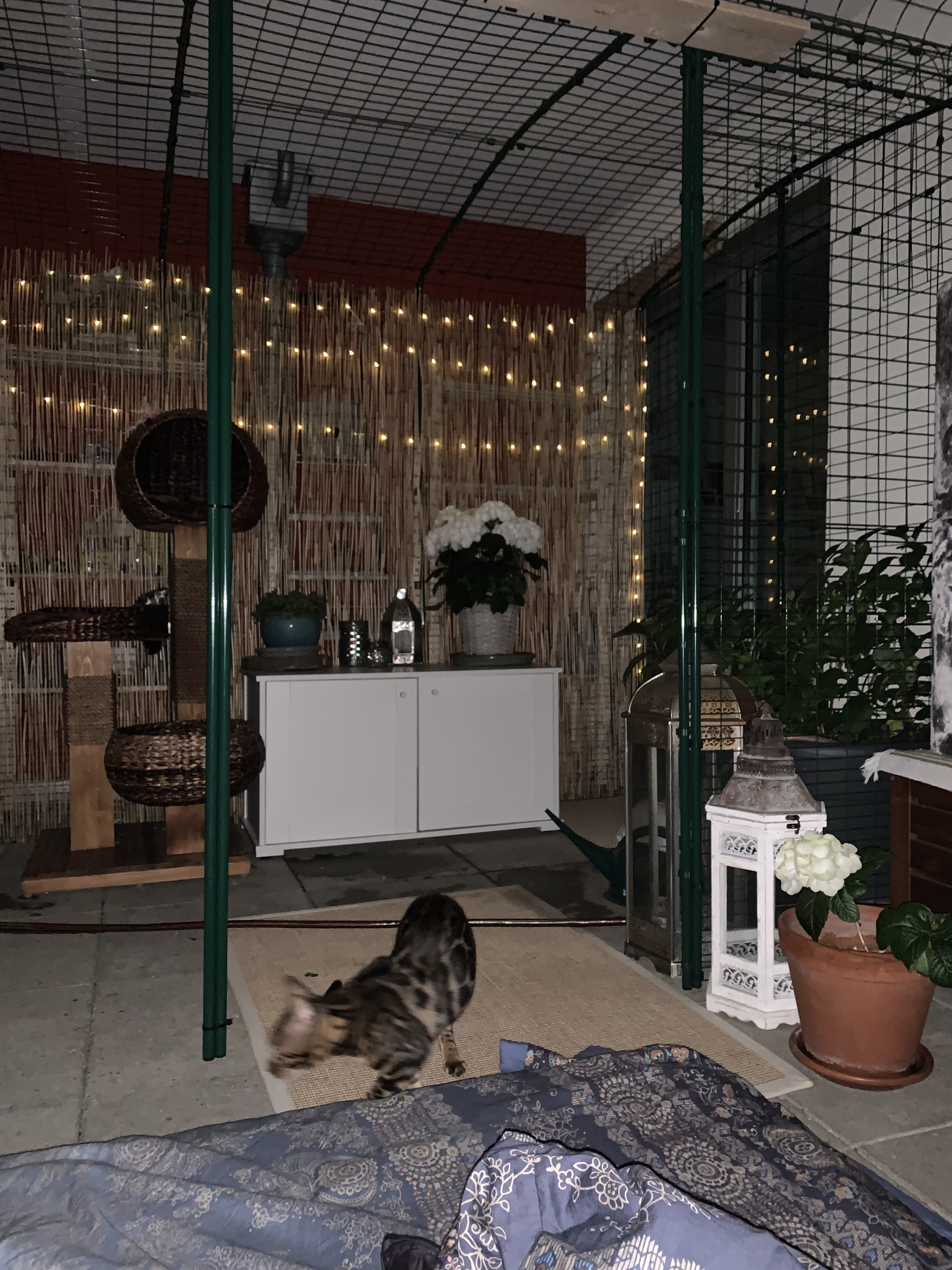 Cats Exklusiv Cats Exklusiv
