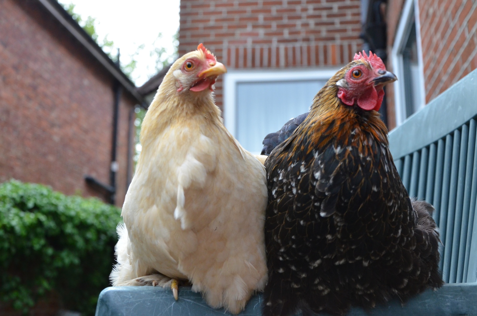 Jane Watkins hübsche Pekin Bantam Hennen haben sich auf einer Bank im Garten hinterm Haus niedergelassen