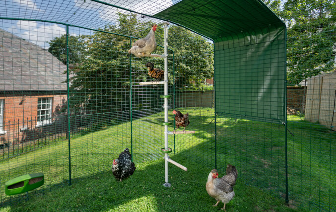 A chicken perch system attached to a chicken walk in run