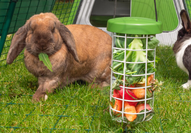 A light brown rabbit eating fruit and vegetables from a Caddi Treat Holder suspended from an Eglu Go rabbit run