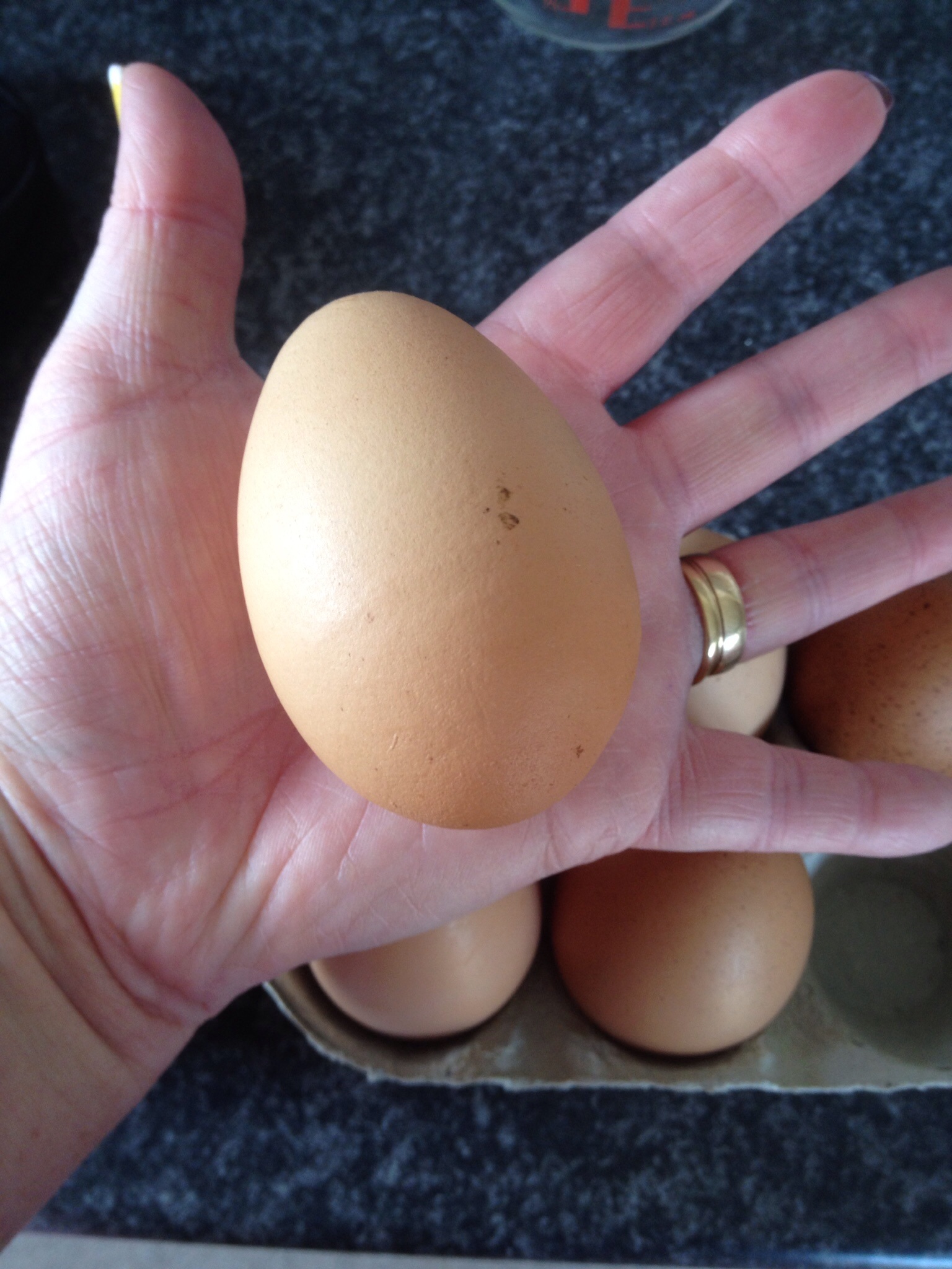Rachel Sturman-Panters Rhodeländer legen gigantische Eier