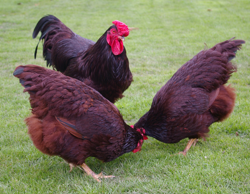 Tom Newboulds wunderschöne Rhodeländer suchen im Gras nach Futter