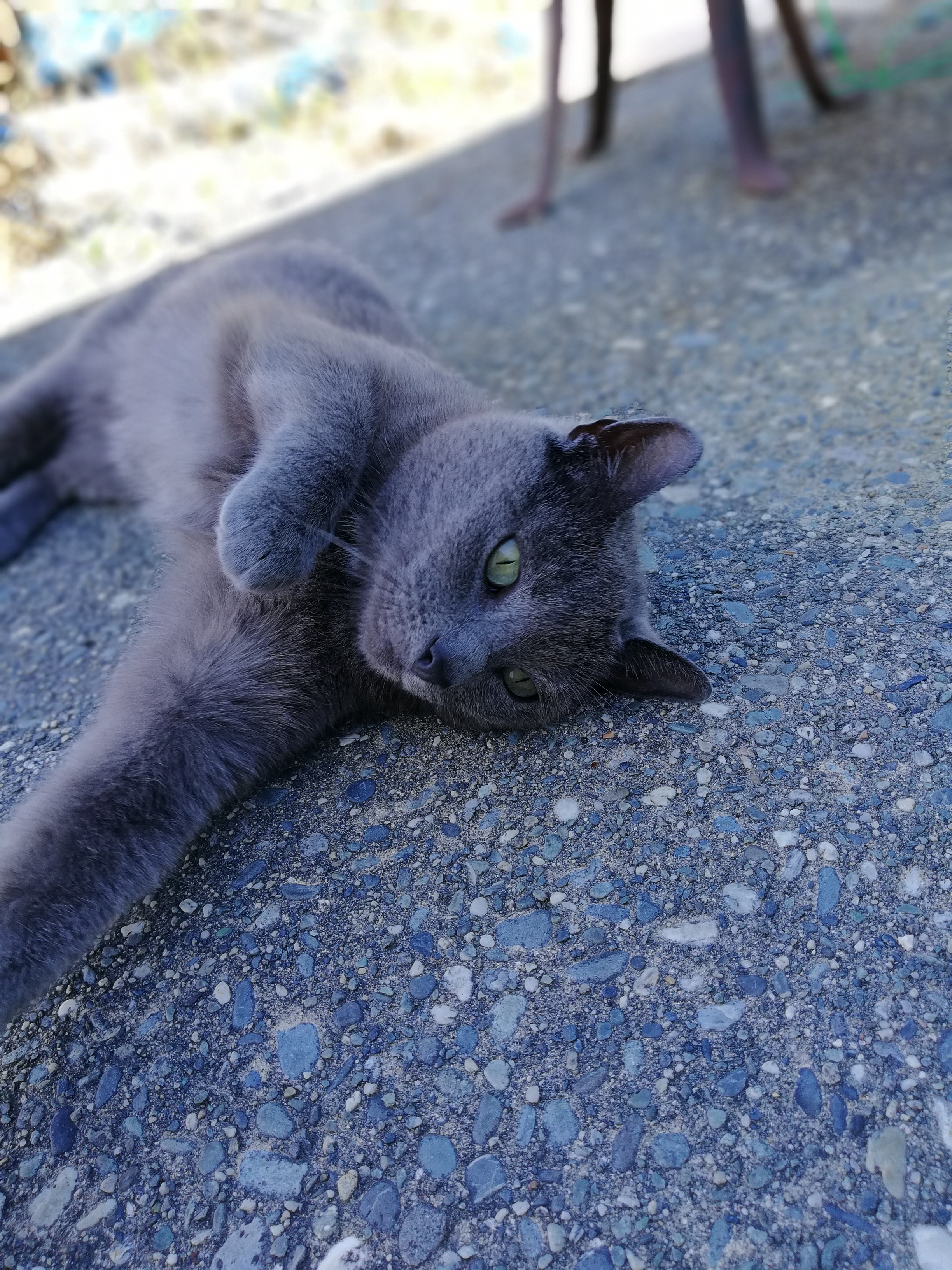 Russian Blue Katzen Informationen Zu Den Bienenarten Omlet