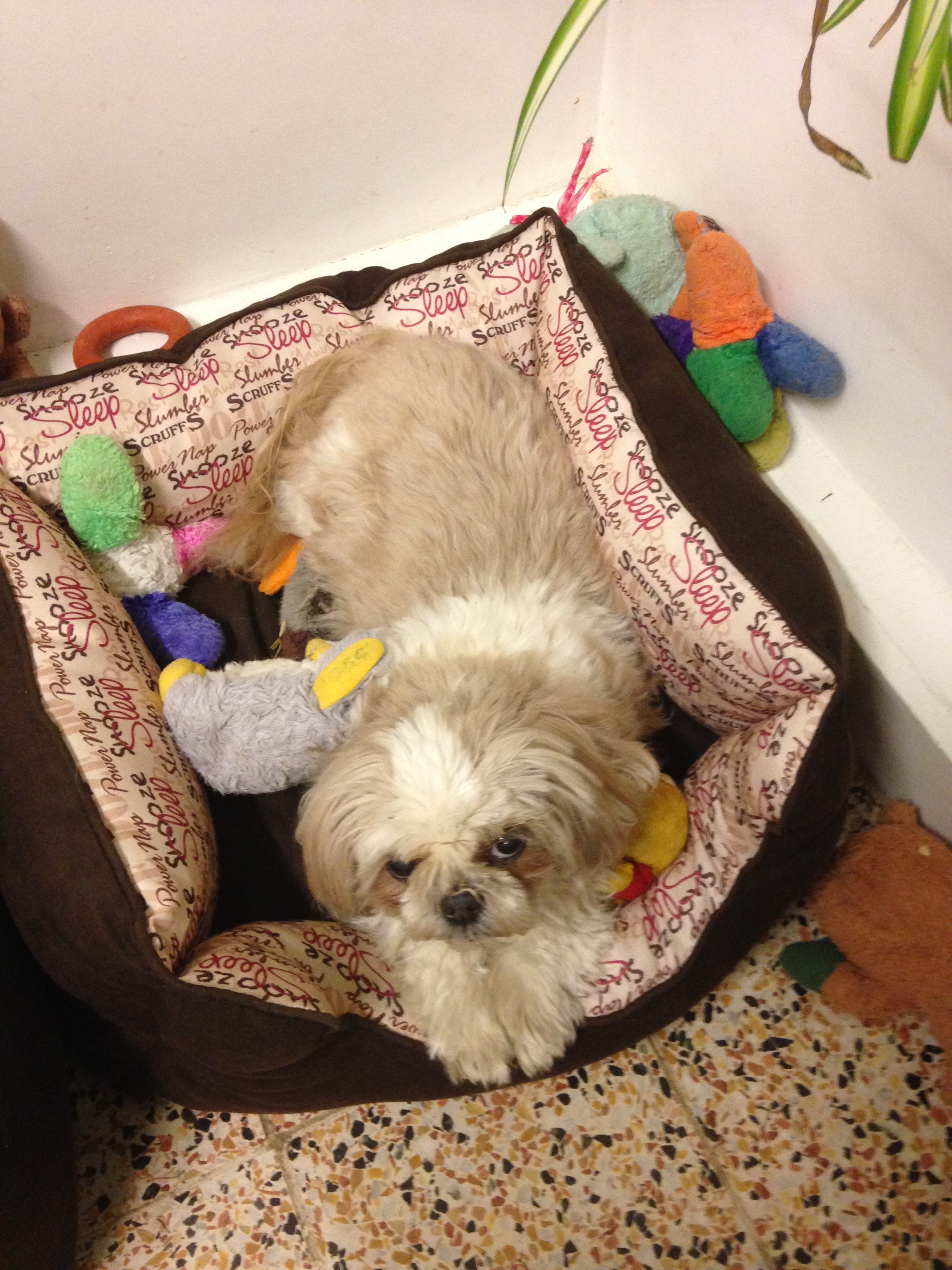 shih tzu hip dysplasia shih tzu hunde informationen zu den bienenarten omlet shih tzu hip dysplasia shih tzu hunde informationen zu den bienenarten omlet
