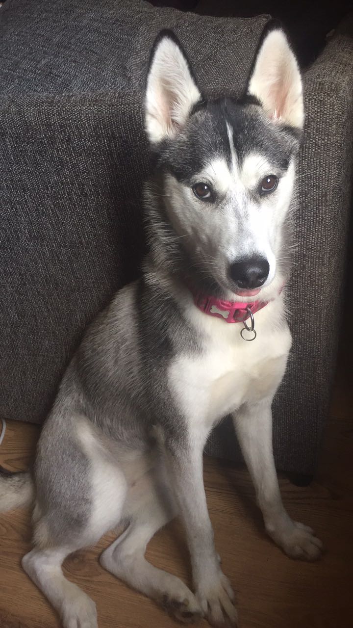 Siberian Husky Hunde Informationen Zu Den Bienenarten Omlet