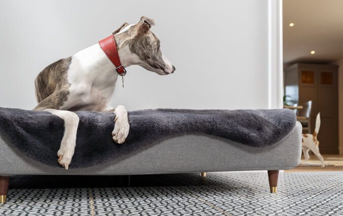Ein Windhund auf dem luxuriösen Topology Hundebett mit Memory-Foam-Matratze, der einen anderen Hund beobachtet