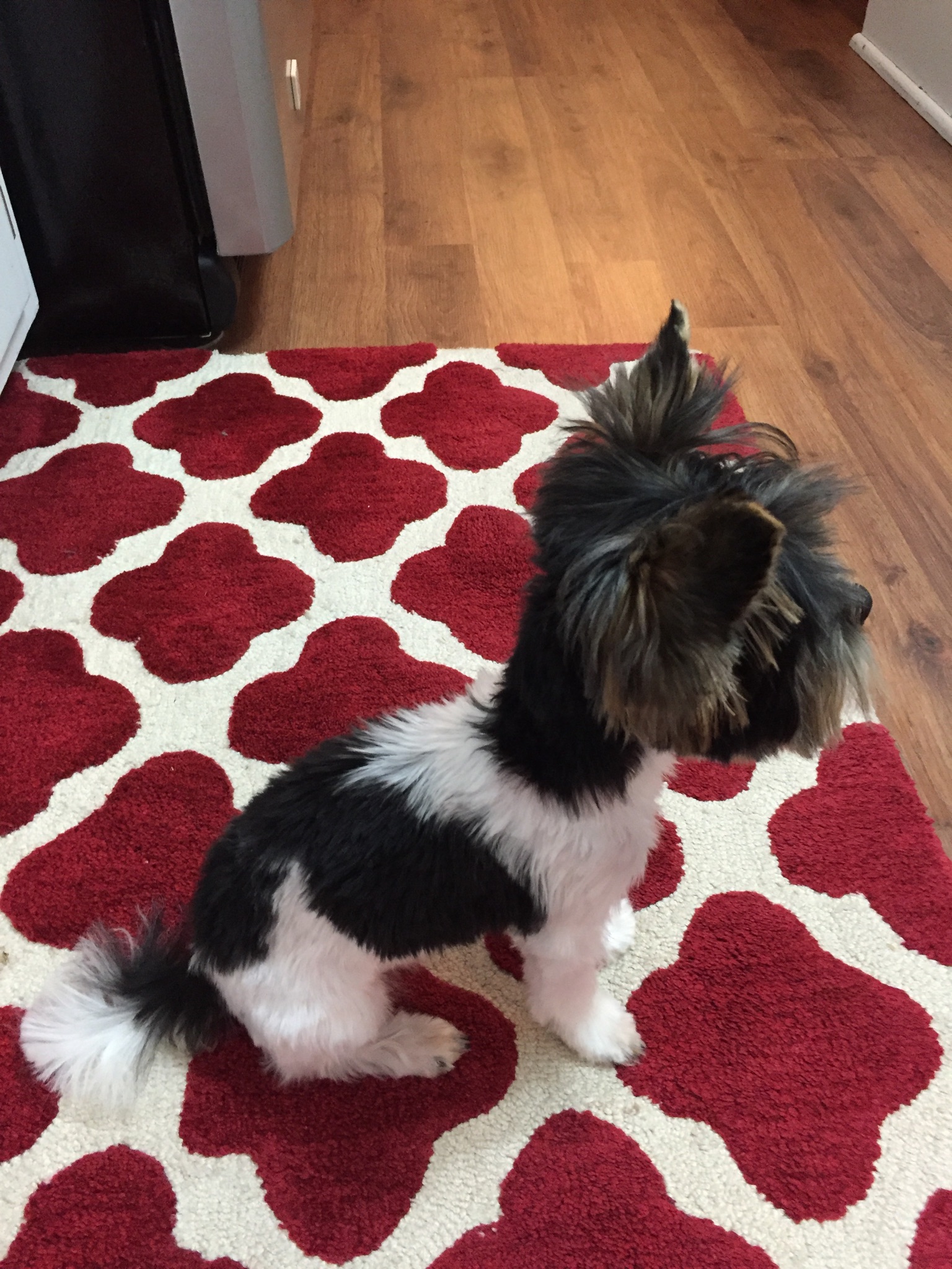 Yorkshire Terrier Hunde Rassen Information Omlet